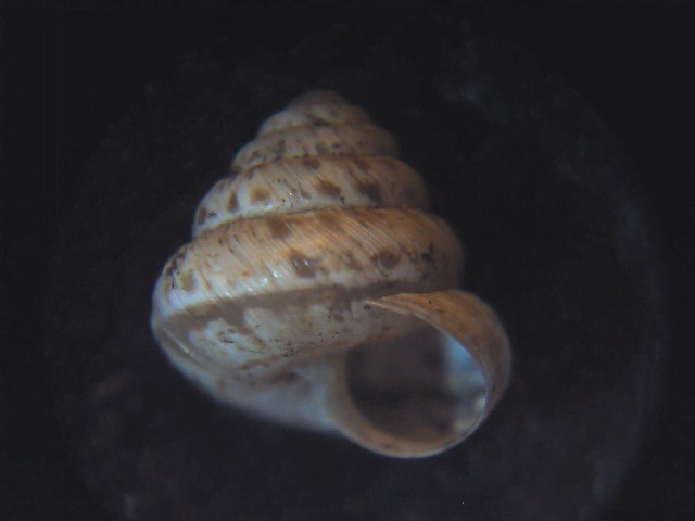 Polloneriella contermina  (Pfeiffer, 1848)